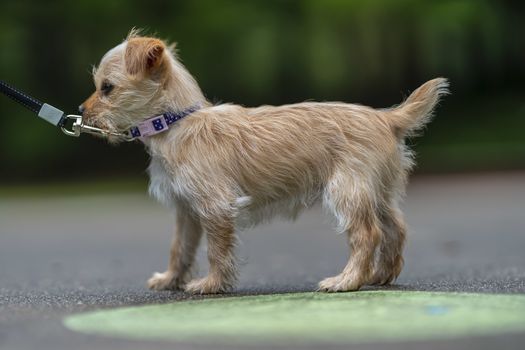 A beautiful young puppy pauses for a portrait in an outdoor environment