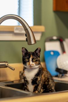 A beautiful family house cat pauses for a portrait while sitting in a sick in a home environment