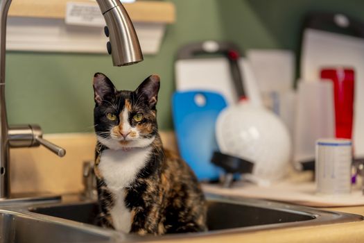 A beautiful family house cat pauses for a portrait while sitting in a sick in a home environment