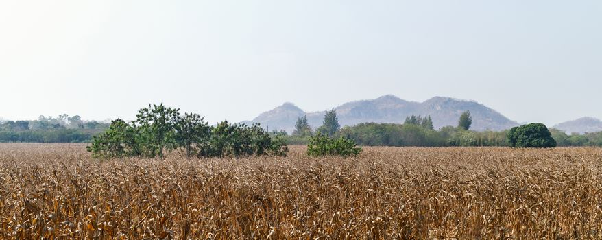 dry field in countryside with background of mountain, abundant corn farm after harvest