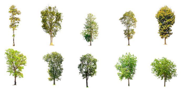 Collection of trees isolated on white background.