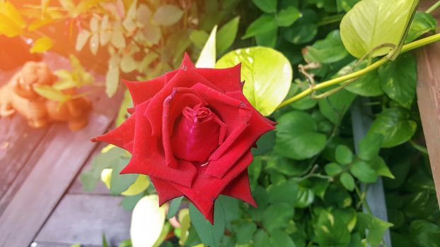 Close up of petals of bright red roses in the garden, decorate the vase or give it to lovers on Valentine's Day.