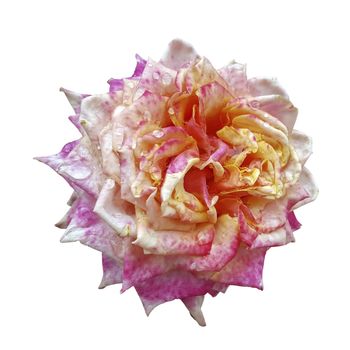 Close up of petals of pink roses isolated on white background with clipping path, decorate the vase or give it to lovers on Valentine's Day.