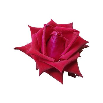 Close up of petals of bright red roses isolated on white background with clipping path, decorate the vase or give it to lovers on Valentine's Day.