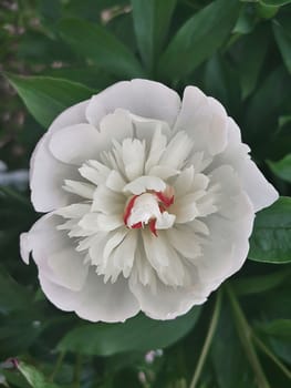 The beautiful large white peony blossoming in a garden among the green leaves, is photographed by a close up.