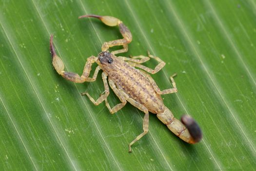 Top view venomous scorpion Lychas mucronatus in nature. Swimming Scorpion, Chinese swimming scorpion or Ornate Bark Scorpion on a leaf in a tropical jungle.