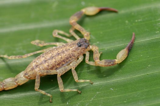 Close up macro yellow or brown Scorpion on green leaf. Small animal is poisonous reptile in the tail for sting to hunt prey or self protection can be see in the tropic.