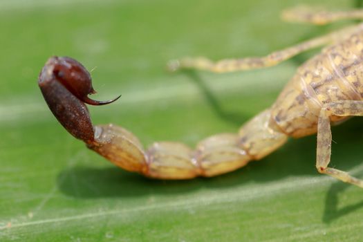 macro of a scorpion stinger. venomous Lychas mucronatus. Swimming Scorpion, Chinese swimming scorpion or Ornate Bark Scorpion on a leaf in a tropical jungle.