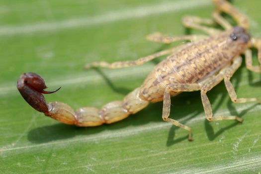 macro of a scorpion stinger. venomous Lychas mucronatus. Swimming Scorpion, Chinese swimming scorpion or Ornate Bark Scorpion on a leaf in a tropical jungle.