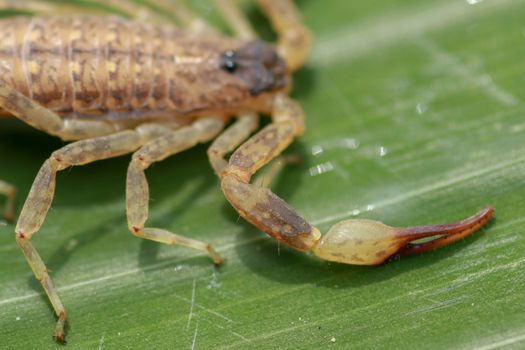 A scorpion pincer pedipalp up close. Leiurus hebraeus, the Hebrew deathstalker or Israeli yellow scorpion.