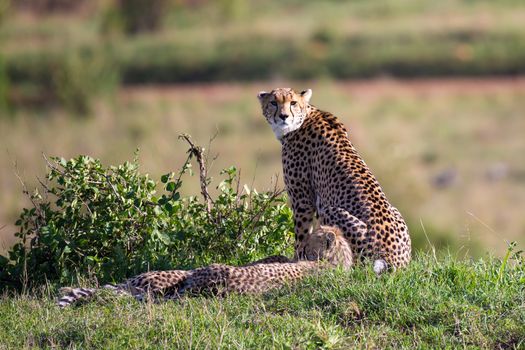 The cheetah mother with two children in the Kenyan savannah