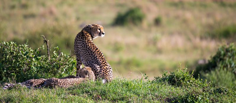 The cheetah mother with two children in the Kenyan savannah