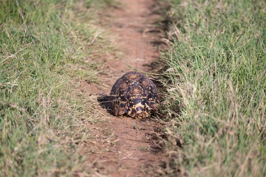 One turtle crawls between the grass in the savannah