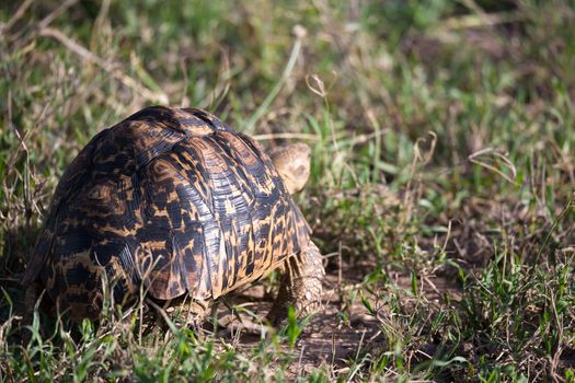 One turtle crawls between the grass in the savannah