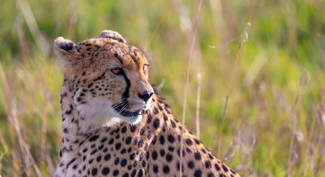 Close up of one cheetah between the grass
