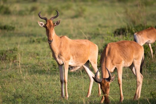 The antelopes in the grass landscape of Kenya