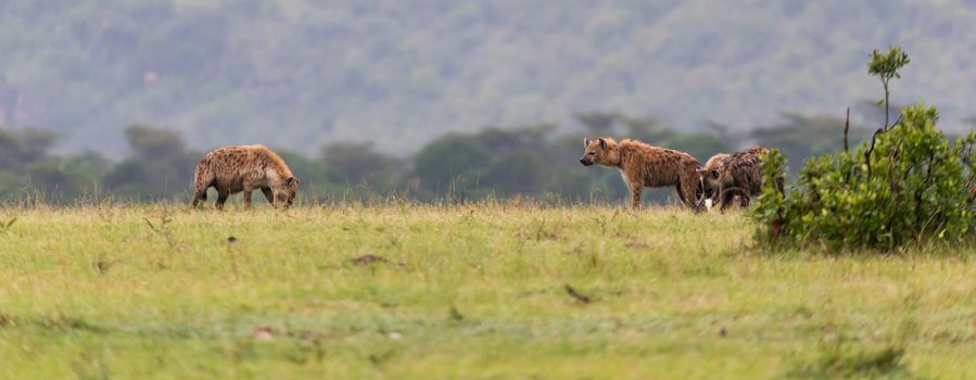 The hyena family hides in the tall grass