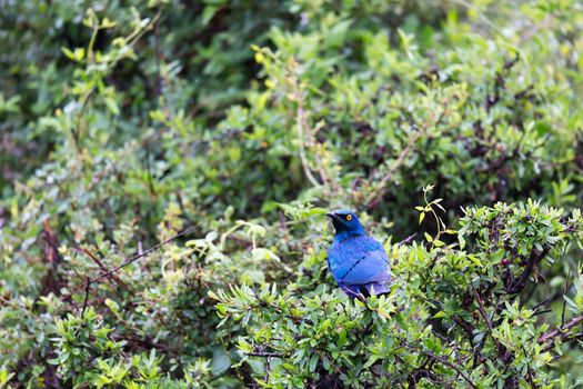 A local Kenyan birds in colorful colors sit on the branches of a tree