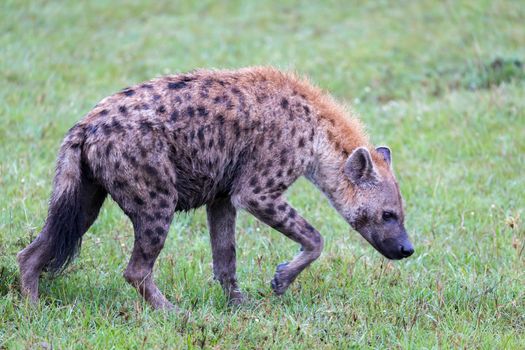 One hyena walks in the savanna in search of food