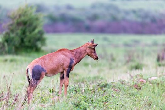 A Topi Gazelle in the Kenyan savanna amidst a grassy landscape