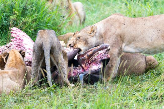 The lion family is eating a buffalo between tall grass