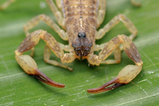 Close up macro yellow or brown Scorpion on green leaf. Small animal is poisonous reptile in the tail for sting to hunt prey or self protection can be see in the tropic.