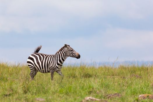 One zebra is browsing on a meadow in the grass landscape