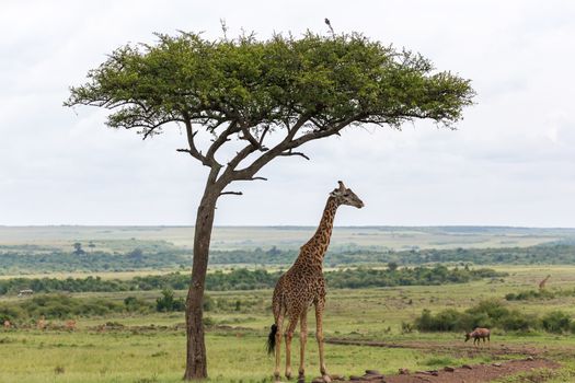 One Maasai giraffe stands under a tree