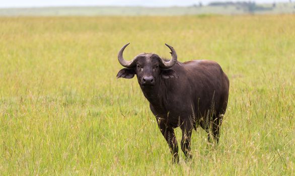 The buffalo is standing in the middle of the meadow in the grass landscape