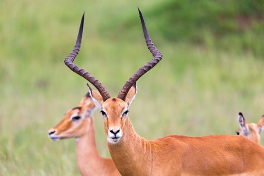 Lot of Impala antelopes in the grass landscape of the Kenyan savanna