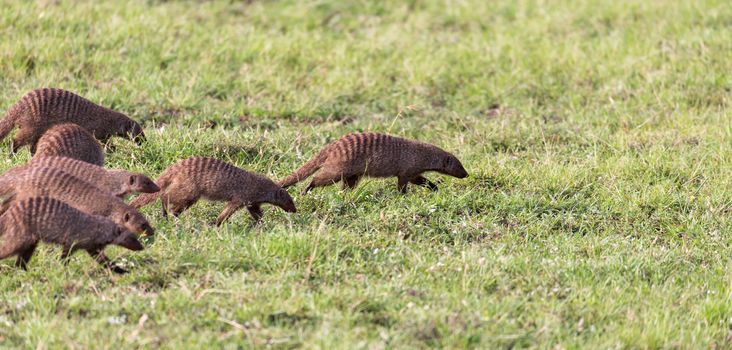The large horde of mongooses runs through the Kenyan savanna
