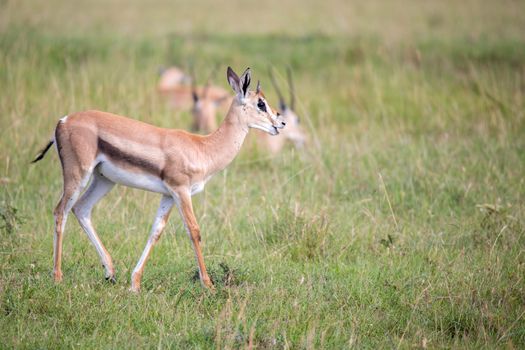 A Thomson Gazelle in the Kenyan savannah amidst a grassy landscape