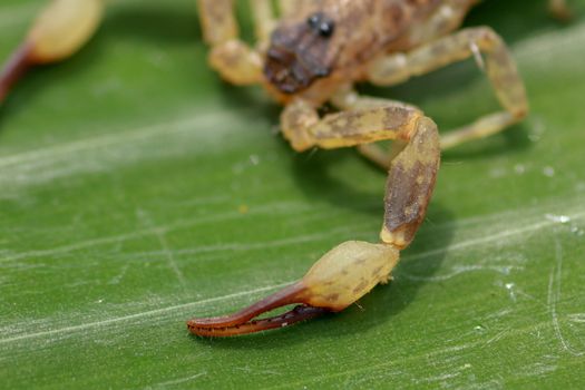 A scorpion pincer pedipalp up close. Swimming Scorpion, Chinese swimming scorpion or Ornate Bark Scorpion on a leaf in a tropical jungle.