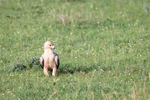 The eagle in the middle of the grassland in a meadow