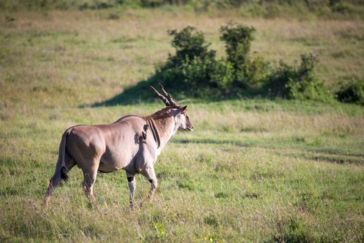 The Eland, the largest antelope, in a meadow in the Kenyan savanna