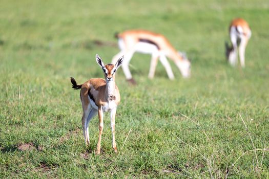 The Thomson gazelles in the middle of a grassy landscape in the Kenyan savanna