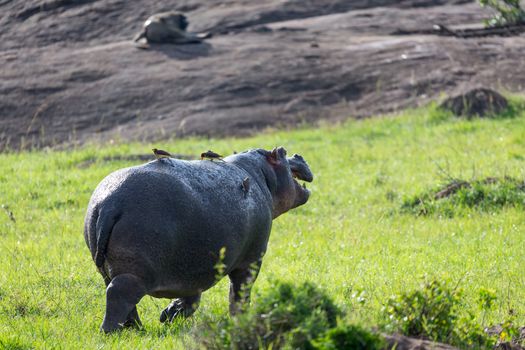 One hippopotamus runs on a grass meadow