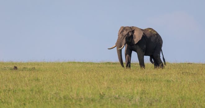 One lonely elephant walks through the savannah
