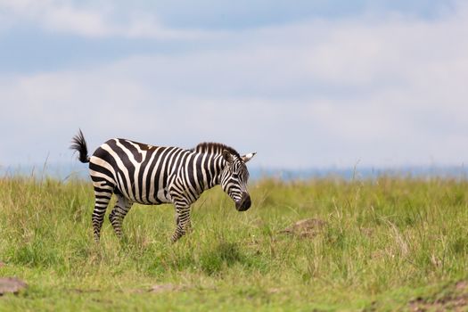 One zebra is browsing on a meadow in the grass landscape
