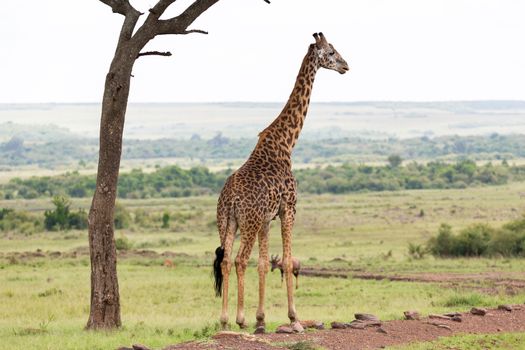 One Maasai giraffe stands under a tree