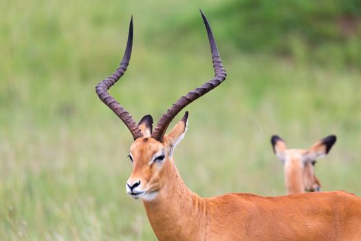 Lot of Impala antelopes in the grass landscape of the Kenyan savanna