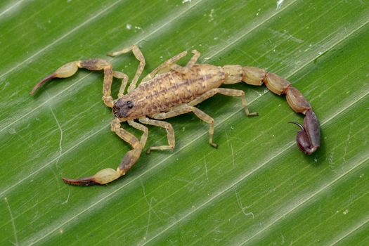 Top view Leiurus hebraeus, the Hebrew deathstalker or Israeli yellow scorpion. A deadly scorpion that can kill a human.