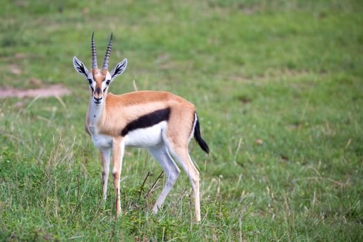 A Thomson Gazelle in the Kenyan savannah amidst a grassy landscape
