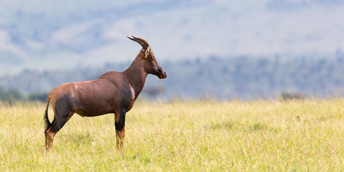 A Topi Gazelle in the Kenyan savanna amidst a grassy landscape