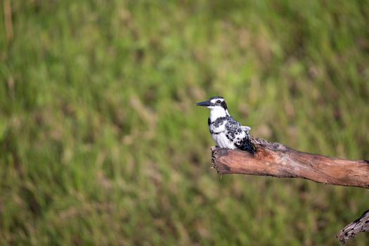A local Kenyan birds in colorful colors sit on the branches of a tree