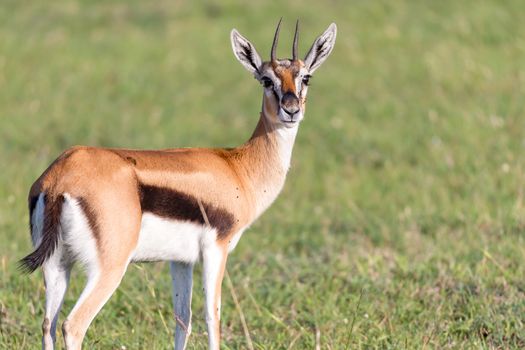 The Thomson gazelles in the middle of a grassy landscape in the Kenyan savanna