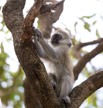 One little monkey is playing on the branch of a tree