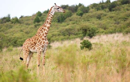 A Masai giraffe in the Kenyan savanna on a meadow