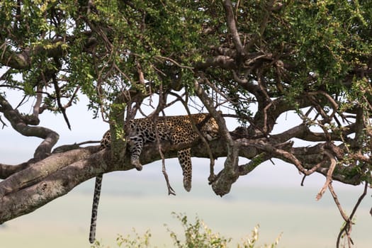 One leopard has settled comfortably between the branches of a tree to rest
