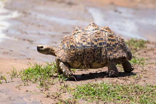 One little turtle is walking on the street